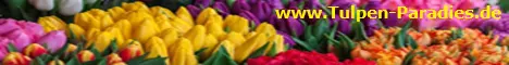 www.Tulpen-Paradies.de - Alles für Dein Hobby - Jetzt anschauen !!